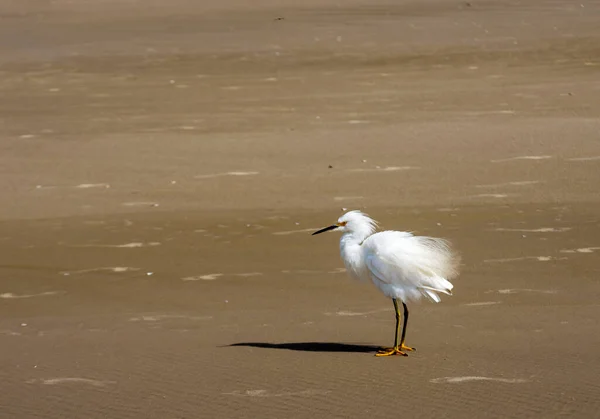 Silberreiher Küken Strand — Stockfoto