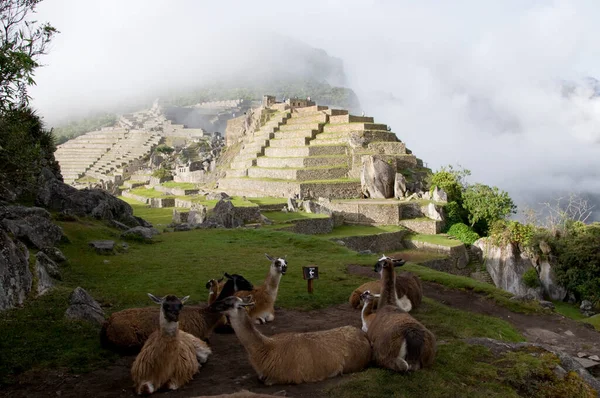 Llamas Machu Picchu Incan Sacred City Ruins Lost City Inkas — Stock Photo, Image