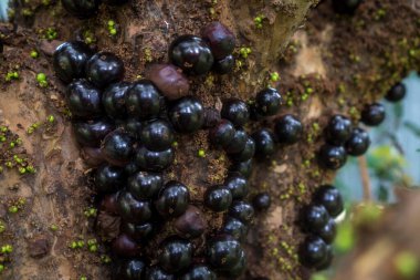 Brezilya Üzüm Ağacı, (Jabuticaba) 