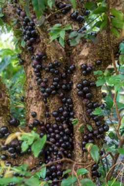 Brezilya Üzüm Ağacı, (Jabuticaba) 