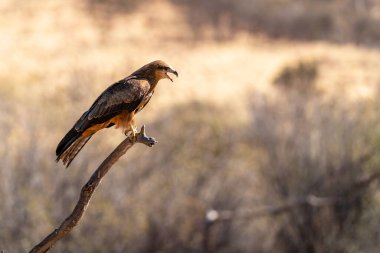 Dala konmuş siyah uçurtma