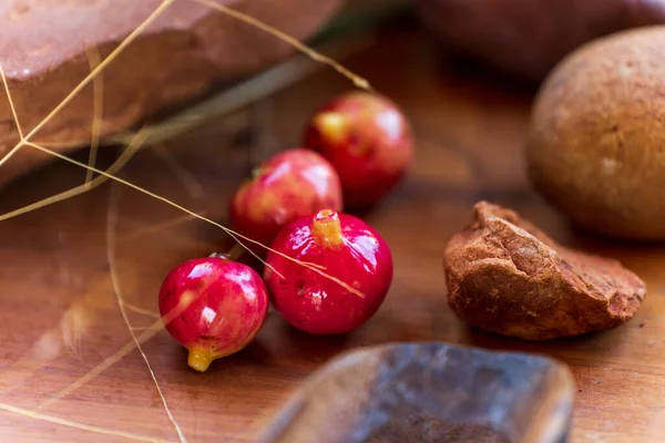 Aboriginal bush food closeup — Stock fotografie