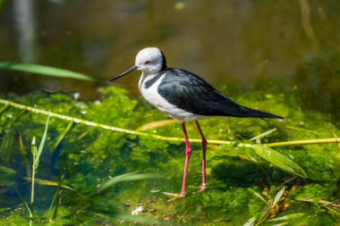 Avustralya siyah kanatlı stilt