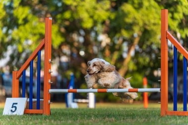 Dog agility competition at the Royal Darwin Show 2022, Australia.