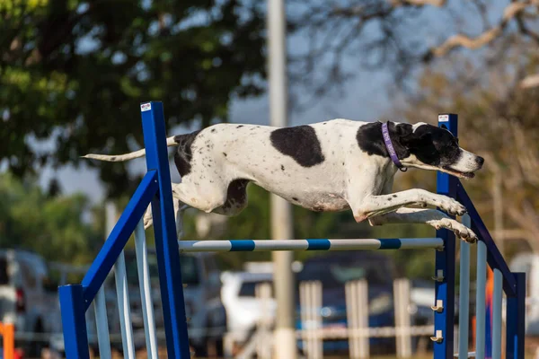 Dog agility competition at the Royal Darwin Show 2022, Australia.
