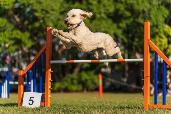 Dog agility competition at the Royal Darwin Show 2022, Australia.