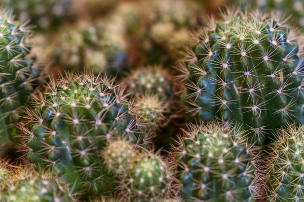 Closeup Cactus Cluster Echinopsis Tubiflora — Stock Fotó