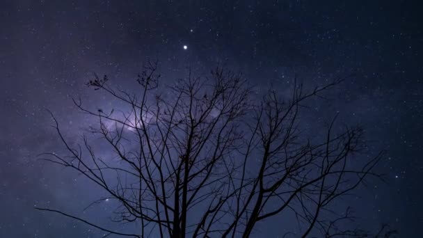 Dead Tree Milky Way Northern Territory Australia — Stock video