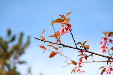 Mavi gökyüzünde güzel pembe kiraz çiçekleri veya vahşi Himalaya kirazı (Prunus cerasoides) çiçekleri.