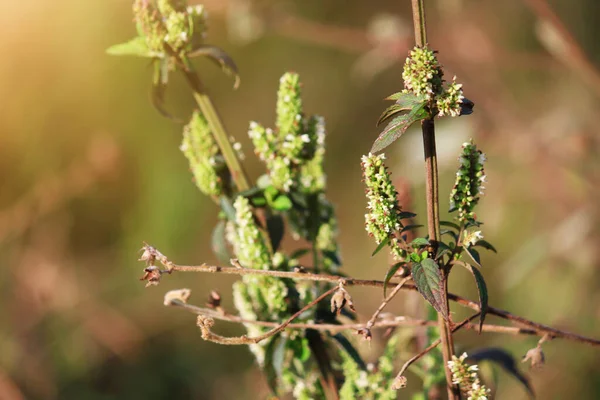 Blühende Grüne Willdflowers Und Insekt Ist Wildtiere Mit Natürlichem Sonnenlicht — Stockfoto