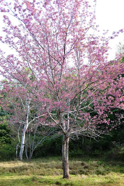 Belas Flores Rosa Cereja Selvagem Himalaia Cereja Prunus Cerasoides Flores — Fotografia de Stock