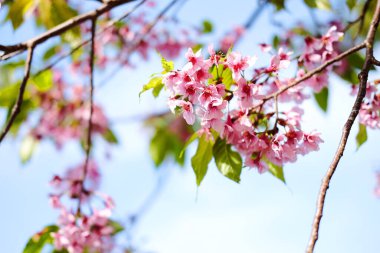 Mavi gökyüzünde güzel pembe kiraz çiçekleri veya vahşi Himalaya kirazı (Prunus cerasoides) çiçekleri.