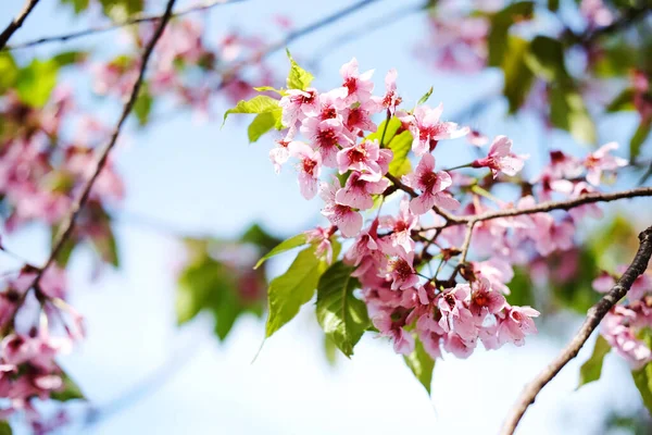 Mavi gökyüzünde güzel pembe kiraz çiçekleri veya vahşi Himalaya kirazı (Prunus cerasoides) çiçekleri.