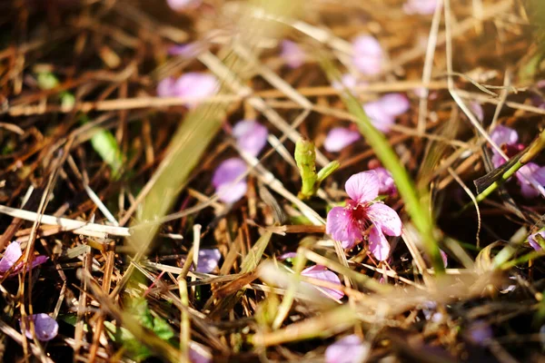 草场上美丽的粉色樱花或野生喜马拉雅山樱桃 Prunus Cerasoides — 图库照片