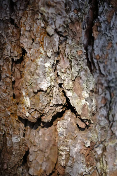 树皮质感和背景 自然界中抽象的植物树皮 — 图库照片