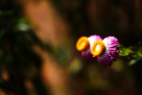 Uzavřené Růžové Kvetoucí Helichrysum Bracteatum Willdflowers Nebo Sláma Květiny Věčné — Stock fotografie