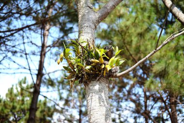 Ulusal Park 'taki dağdaki tropikal yağmur ormanlarında bir ağacın gövdesinde asılı duran orkide ağacı..