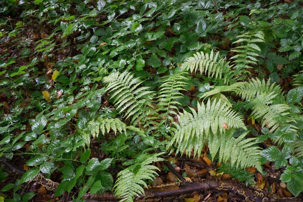 Ormanda ıslak yapraklar. Yeşil yaprak dokusu. Yaprak dokusu arkaplanı