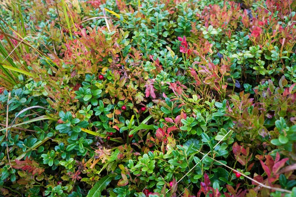 Böğürtlenli yaban mersini çalıları.