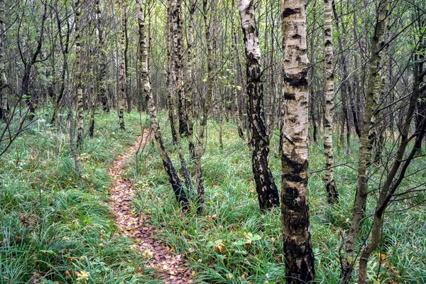 Çimenli Eğreltiotlu Huş Ağaçları — Stok fotoğraf