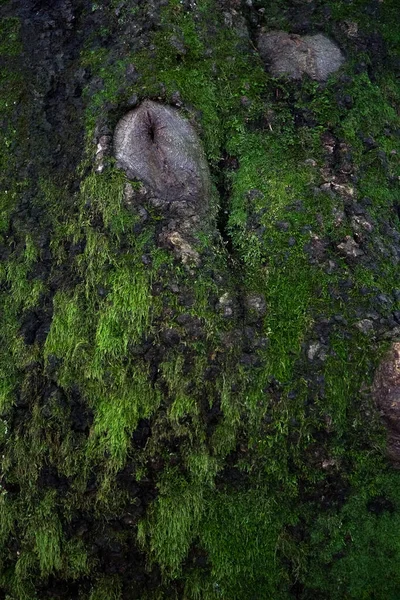 Yaşlı Bir Ağacın Gövdesinde Yosun — Stok fotoğraf