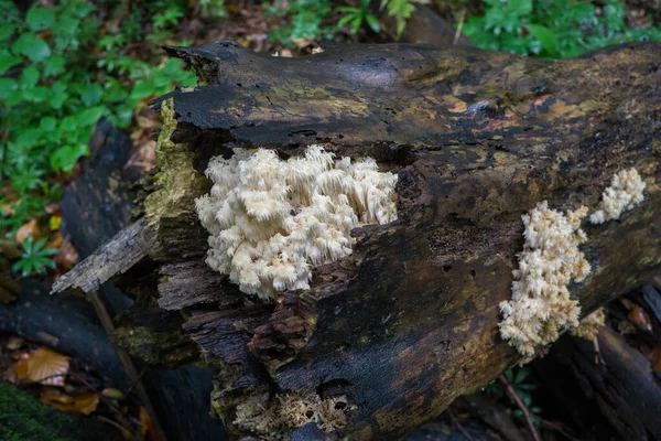 Pilze Und Moos Stamm Eines Alten Abgestorbenen Baumes — Stockfoto