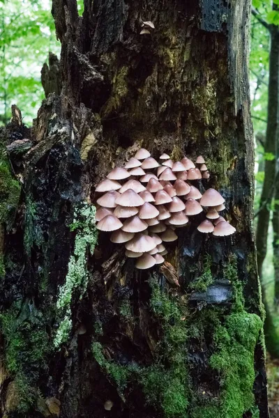 Pilze Und Moos Stamm Eines Alten Abgestorbenen Baumes — Stockfoto