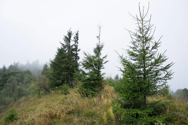 Alberi Singoli Abete Rosso Una Mattina Nebbiosa Alta Montagna All — Foto Stock