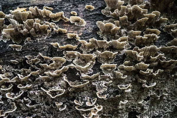 Cogumelos Uma Árvore Velha Morta — Fotografia de Stock