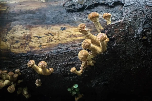 Pilze Auf Einem Toten Alten Baum — Stockfoto