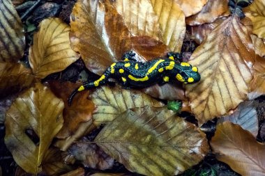 Sonbahar kayın yaprakları üzerinde sonbahar ormanlarında siyah ve sarı benekli ateş semenderi..