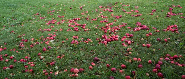 Manzanas Rojas Caídas Hierba Verde Fondo Otoño —  Fotos de Stock