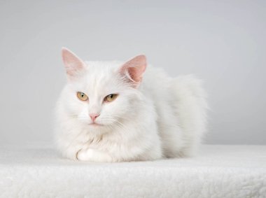 Turkuaz mavi gözlü ve pembe kusurlu kulaklı saf beyaz kedi.