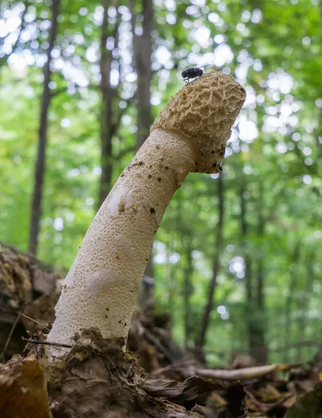 Phallus Impudicus Fungo Veselka Coperto Muco Con Odore Sgradevole Vola — Foto Stock