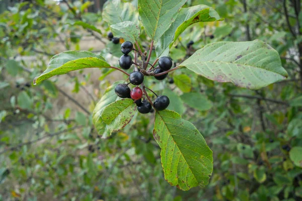 Berries Alder Buckthorn Frangula Alnus Branch Leaves — Stock Photo, Image