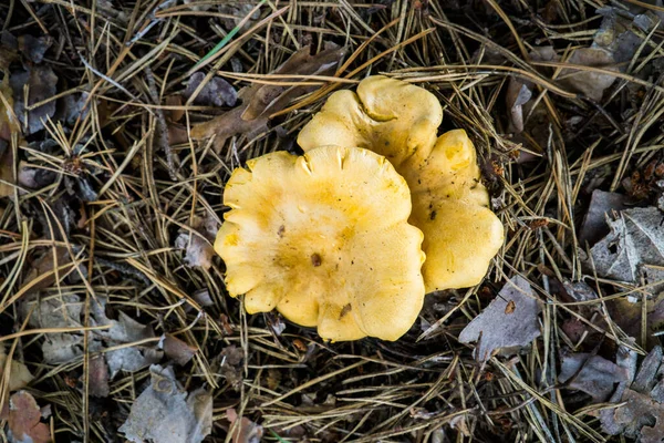 Chanterelle Mushrooms Forest Pine Needles — Stock Photo, Image