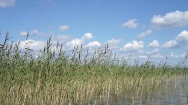Sazlık, beyaz kümülüs bulutlarıyla mavi bir gökyüzünün arka planında sallanıyor..