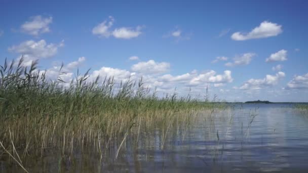 湖には白い積雲が立ち並ぶ夏の青空を背景に葦が揺れる — ストック動画