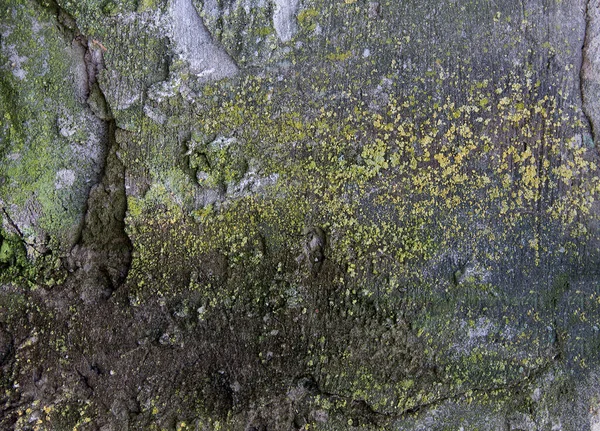 Mousse Lichens Sur Les Rochers — Photo