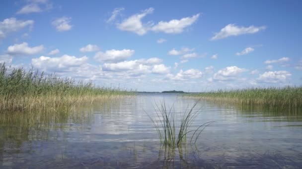 De riet zwaait tegen de achtergrond van een zomer blauwe lucht met witte cumulus wolken. — Stockvideo