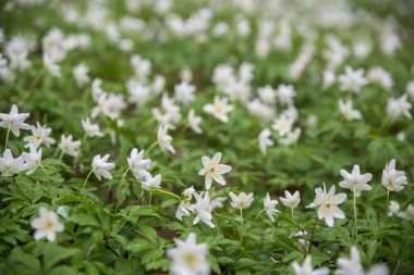 Baharda Anemone Nemoro 'nun çiçek açması. Seçici odaklanma. Bulanık arkaplan.