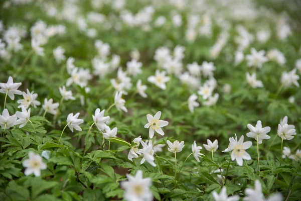 Baharda Anemone Nemoro 'nun çiçek açması. Seçici odaklanma. Bulanık arkaplan.