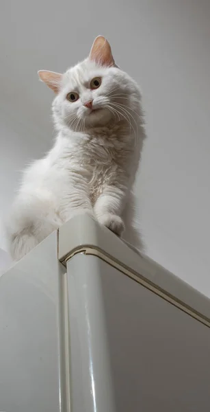 Bílá kočka na vršku skříně — Stock fotografie