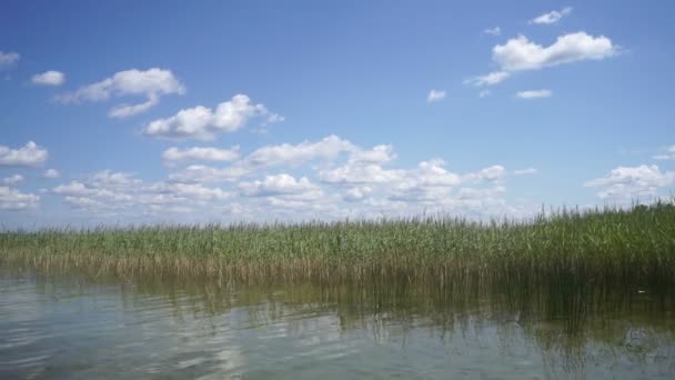 Na jezeře se rákosí houpe na pozadí letního modrého nebe s bílými hromadnými mraky. — Stock video