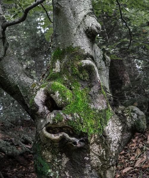 Ağacın gövdesinin, dallarının ve köklerinin olağanüstü fantastik şekilleri.. — Stok fotoğraf