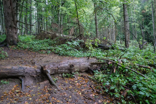 倒れた古い木と森の風景。ヘイズ。選択的焦点. — ストック写真