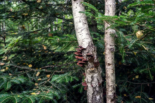 Cogumelos em uma árvore velha morta. — Fotografia de Stock