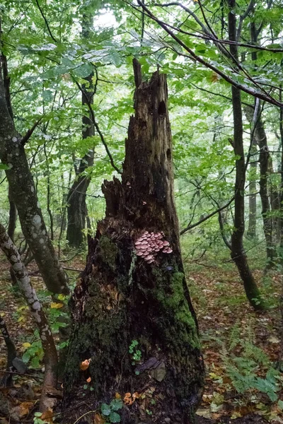 Cogumelos e musgo no tronco de uma velha árvore morta — Fotografia de Stock