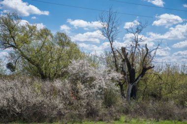 Kurumuş solmuş bir ağaç ve çiçekli dikenli çalılar bulutlu mavi bir gökyüzüne karşı.