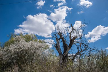 Kurumuş solmuş bir ağaç ve çiçekli dikenli çalılar bulutlu mavi bir gökyüzüne karşı.